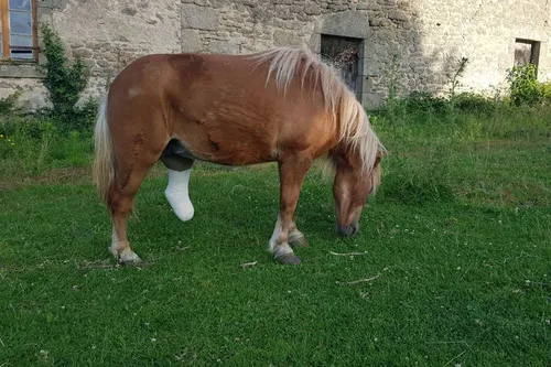 Amputée après une fracture, une ponette va avoir une prothèse grâce...