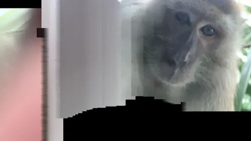 Il retrouve les selfies d’un singe sur le téléphone portable qu'il...