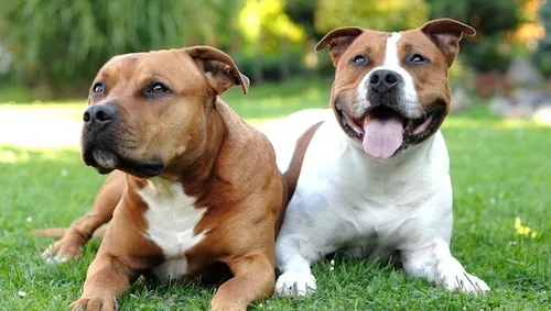 Istres : deux staffs et un pitbull mordent grièvement un septuagénaire