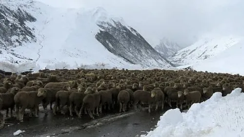 Mobilisation pour rapatrier 7000 moutons bloqués par la neige en...