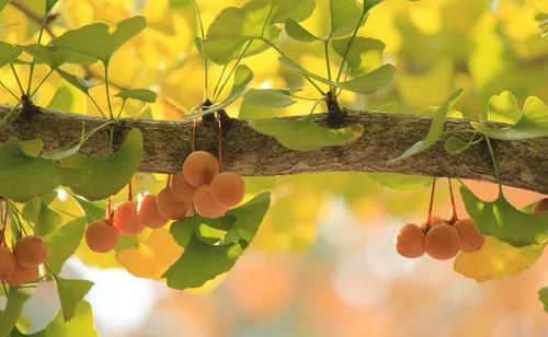 Les habitants d'un quartier se plaignent d'un arbre dont les fruits...