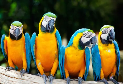 Des perroquets retirés d'un zoo  pour avoir insulté des visiteurs !