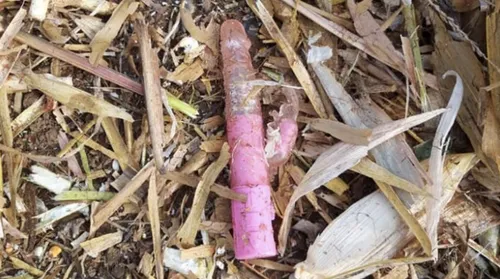 Un agriculteur découvre trois sex-toys dans son champ de maïs