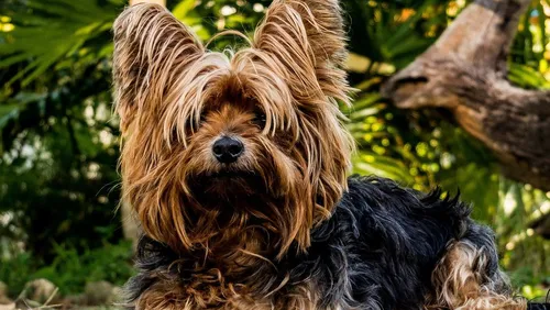 Un chien enterré vivant découvert par une promeneuse