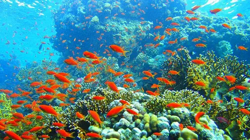 Australie : en 25 ans, la Grande Barrière a perdu la moitié de ses...