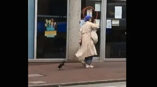 Elle promène son canard en laisse dans la rue en plein confinement