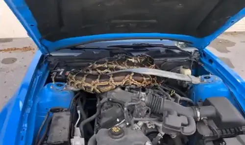 En ouvrant son capot, il découvre un python de 3 mètres