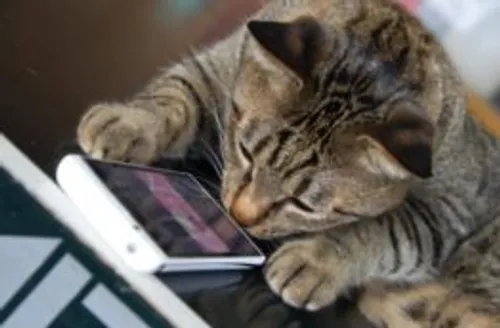 Votre smartphone pourra-t-il traduire les miaulements de votre chat ?