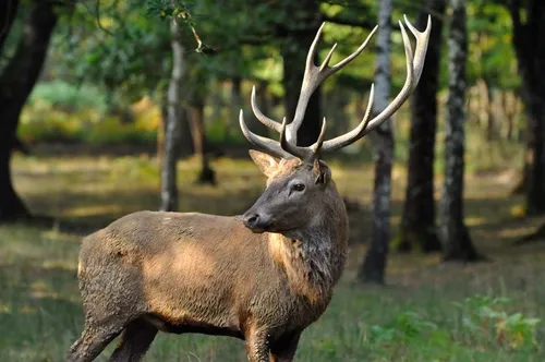 Un cerf s'enfuit avec un fusil volé à un chasseur