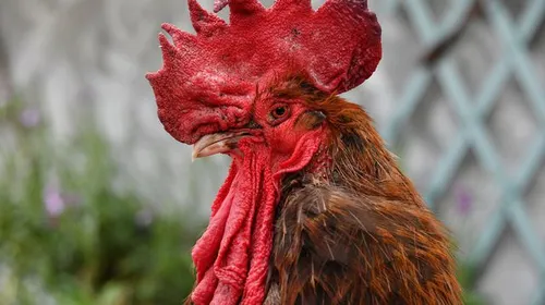 Il avait tué le coq Marcel qu'il trouvait trop bruyant : 5 mois de...