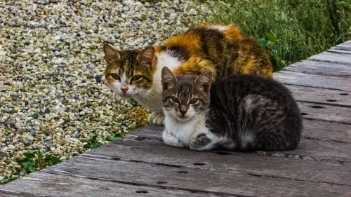 Un médecin français lègue une part de son héritage à des chats