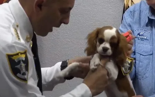 Gunner, le chiot sauvé de la gueule d'un alligator, est nommé...