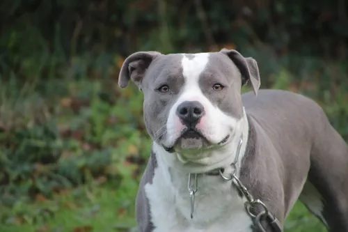 Marseille : un enfant se fait arracher le visage par un chien de sa...
