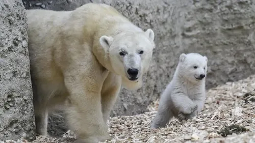 Un ourson polaire est né au zoo de Mulhouse