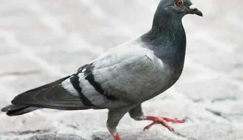 Australie : un pigeon américain enfreint la quarantaine et doit...