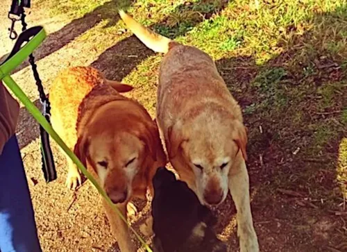 Policiers et passants forment une chaine humaine pour sauver un...