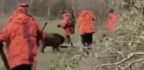 Un sanglier domestique abattu à bout portant par un chasseur