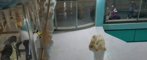 En Chine, un hôtel met en scène des ours polaires