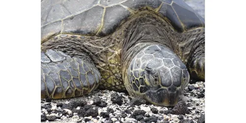 19 personnes meurent après avoir mangé une tortue de mer à Madagascar