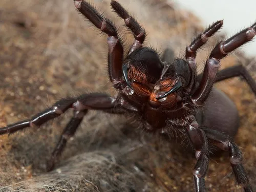 Des mygales très venimeuses pourraient envahir l'Australie