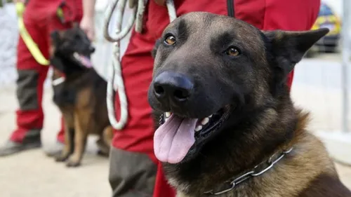 Marseille : un chien renifleur pour dépister les passagers d'un ferry
