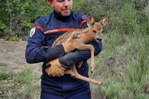 Meyrargues : les pompiers libèrent une biche coincée dans un grillage