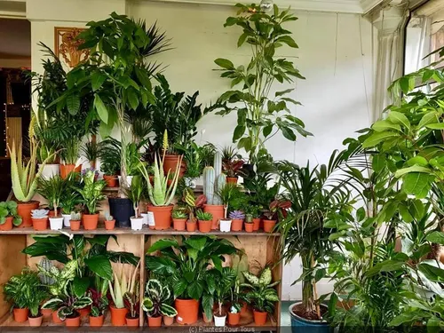 Marseille : ce week-end, retrouvez "Plantes pour tous" aux Docks !