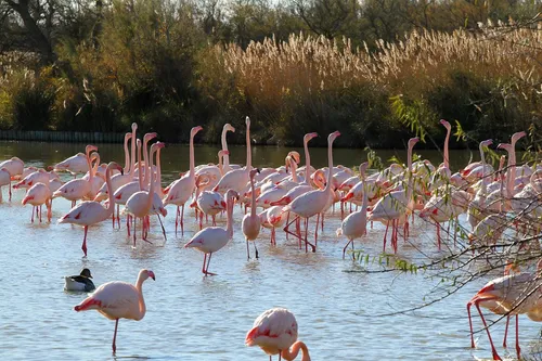 Camargue : la population des flamants roses a presque doublé