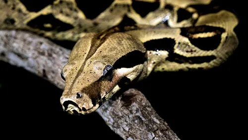 Nîmes : un boa de 2,30 mètres s'échappe et se cache dans les rues...