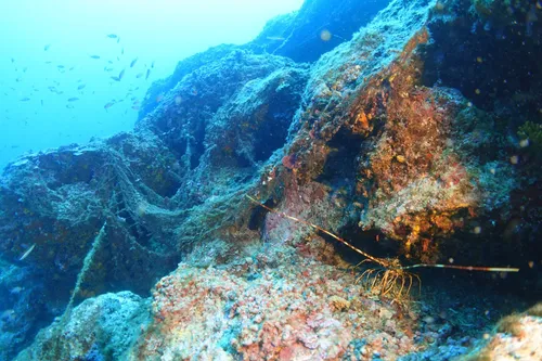 Marseille : l'association Palana débarrasse la mer de ses filets