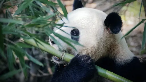 Le zoo de Beauval attend un nouveau bébé panda !