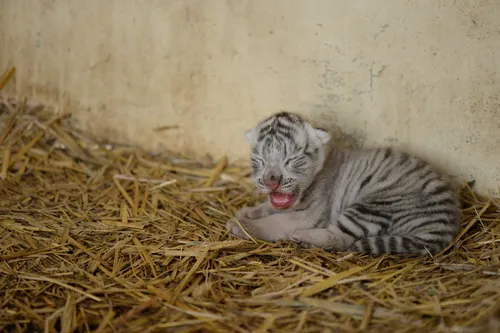 Naissance surprise d'un bébé tigre blanc au zoo Touroparc