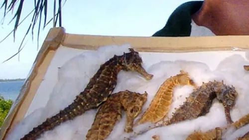 Un Chinois arrêté en possession de plus de 200 hippocampes morts