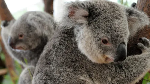 Australie : 30% de la population des koalas a disparu en 3 ans