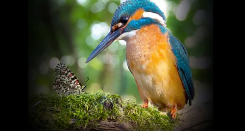 La biodiversité de Provence s'expose à la Maison Sainte-Victoire