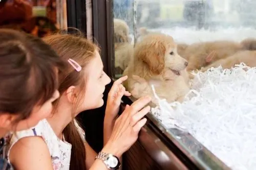 La vente de chiens et de chats en animalerie interdite en France à...