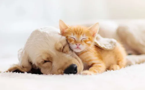 Marseille : le premier salon des animaux de compagnie et leur...