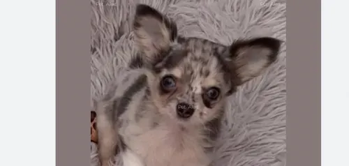 Vaucluse : un chihuahua volé sur l’A7 retrouvé en vie dans le Var