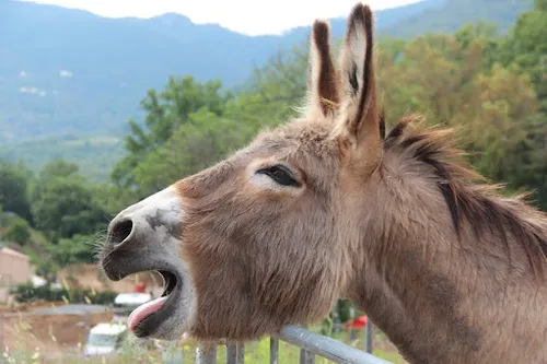 Allauch : la journée de l'âne c'est dimanche !