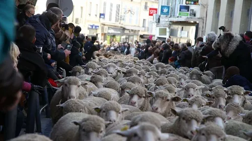 Istres : la fête des bergers est de retour jusqu'au 28 novembre