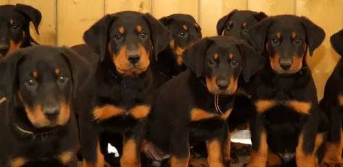 Lutte contre la maltraitance animale : le Parlement adopte...