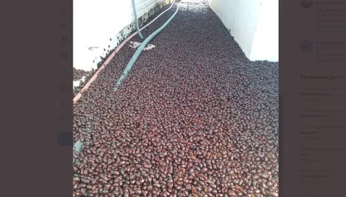 Argentine : des millions de scarabées se propagent à cause des...