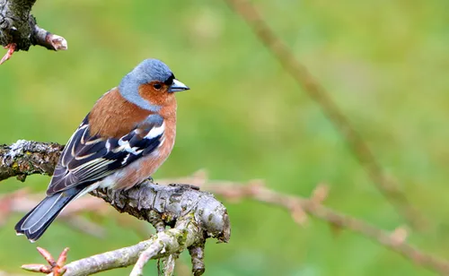 Le public invité à participer au grand comptage des oiseaux en...