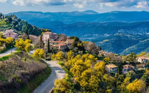 Var : les mimosas commencent à fleurir !